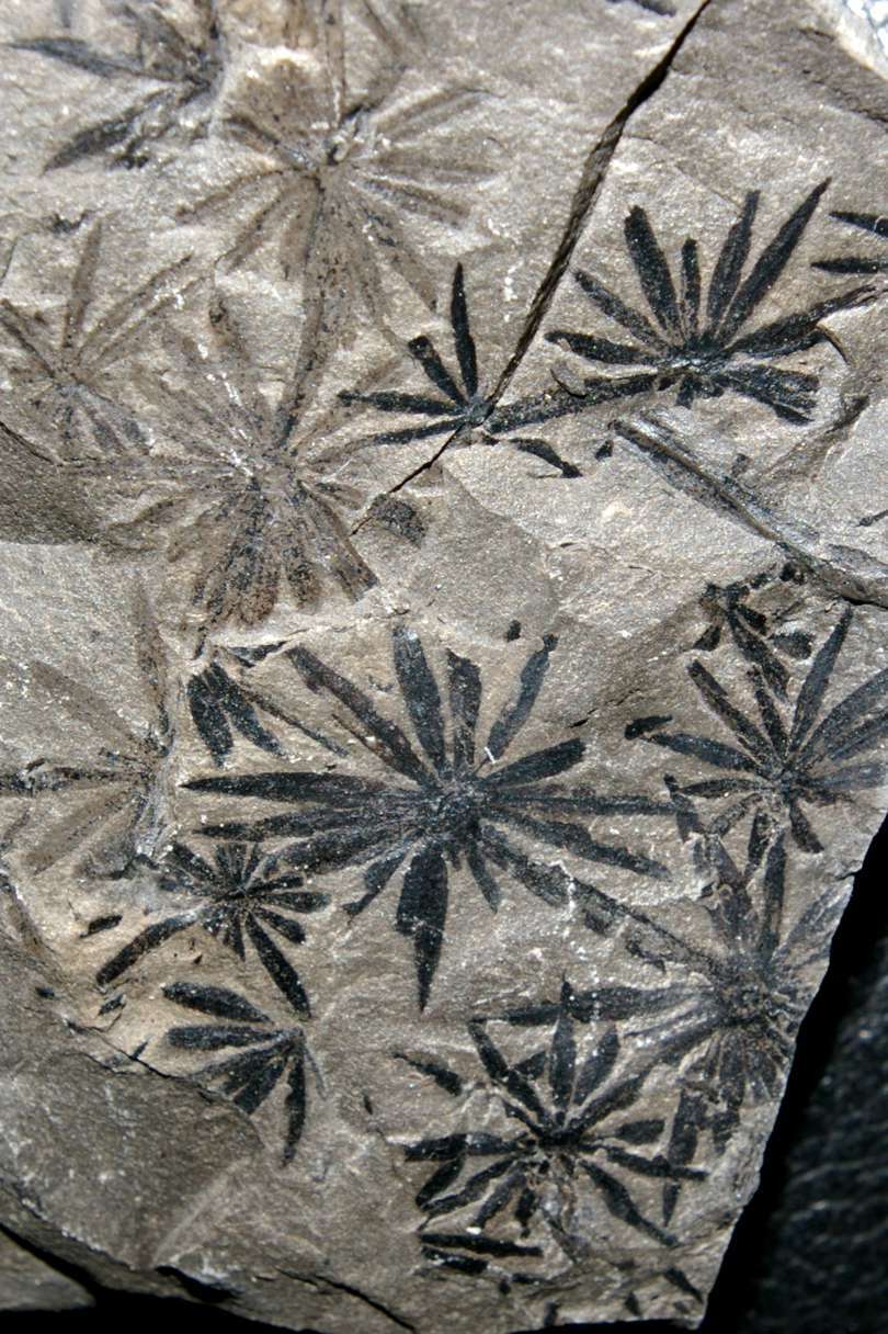 Fossile plante Annularia radiata