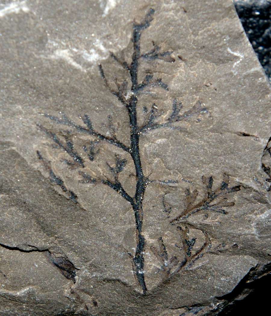 Zeilleria frenzli