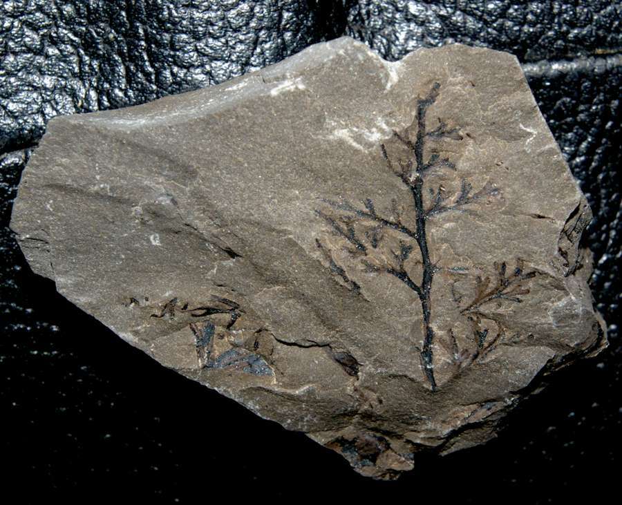 Fossile plante Zeilleria frenzli