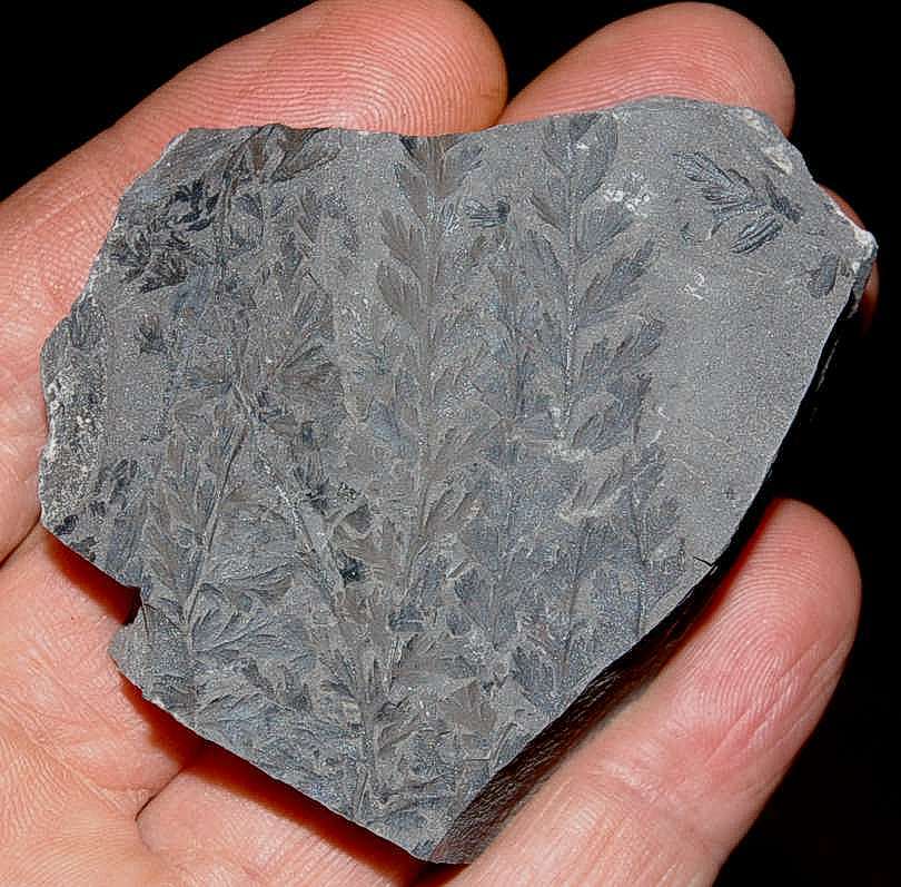 Fossil plant Sphenopteridium schimperi