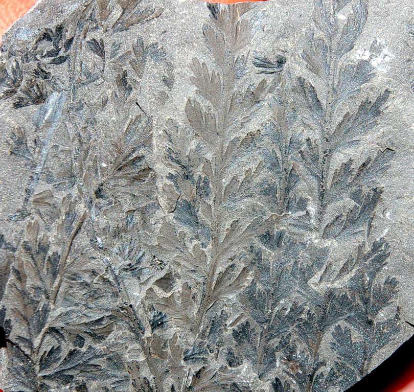 Fossile plante Sphenopteridium schimperi