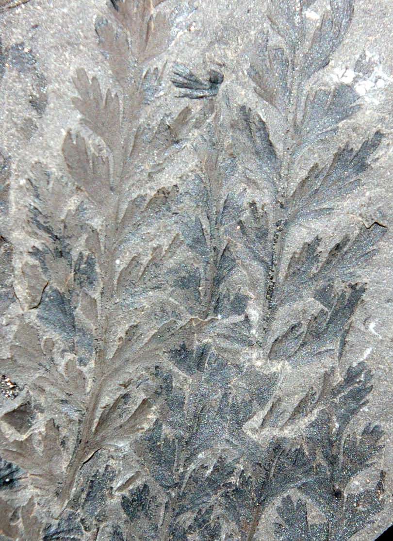 Fossilien Pflanze Sphenopteridium schimperi