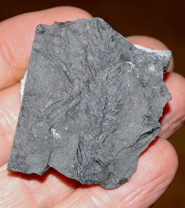 Bothrodendron minutifolium carboniferous plant