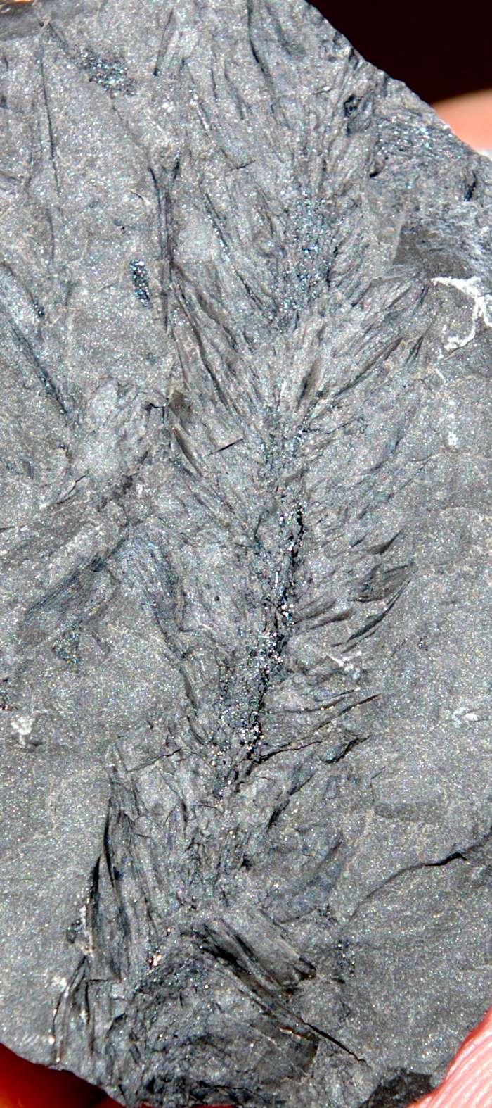 Bothrodendron minutifolium fossil