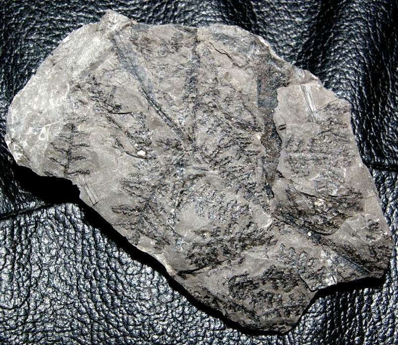 Pecopteris aspera