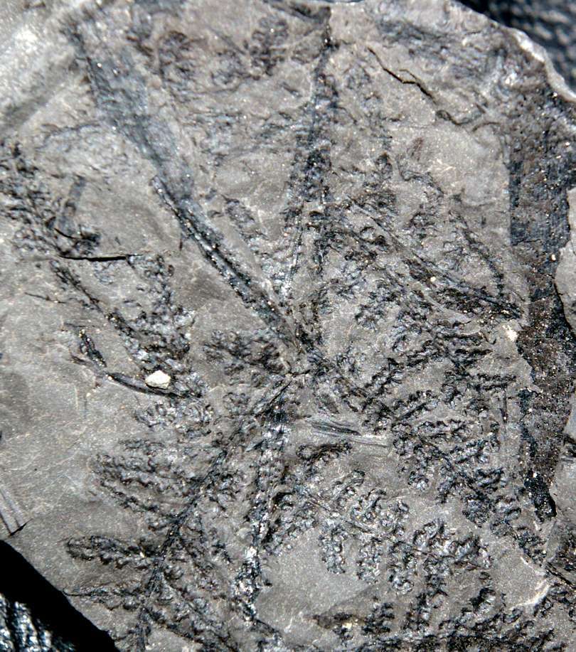 Fossil tree fern