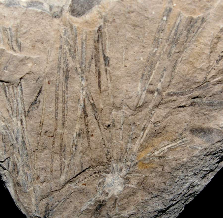  Czekanowskia hartzii