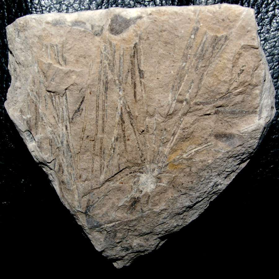 Jurassic fossil plant,  Czekanowskia hartzii