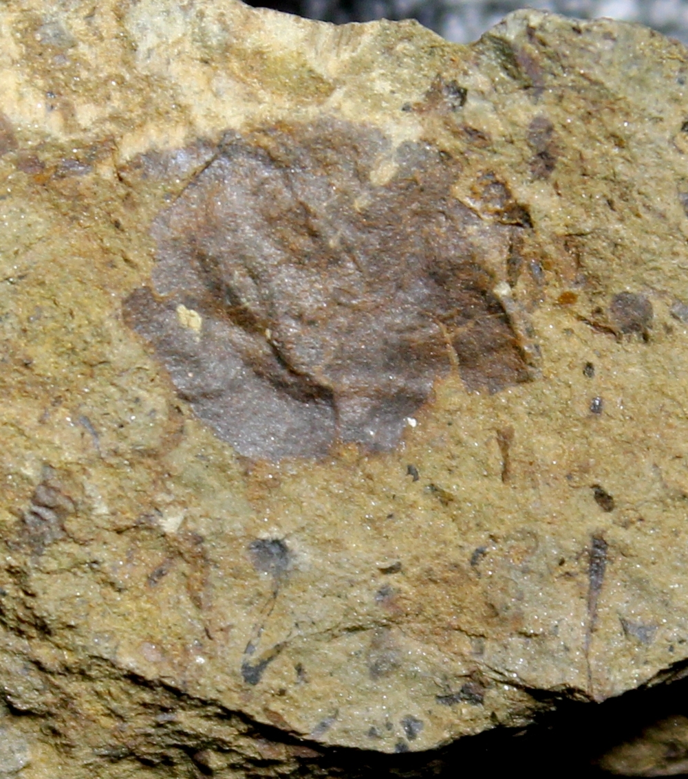 Silurian plant