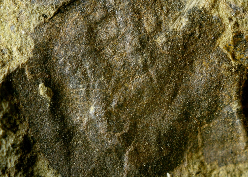 Baragwanathia 