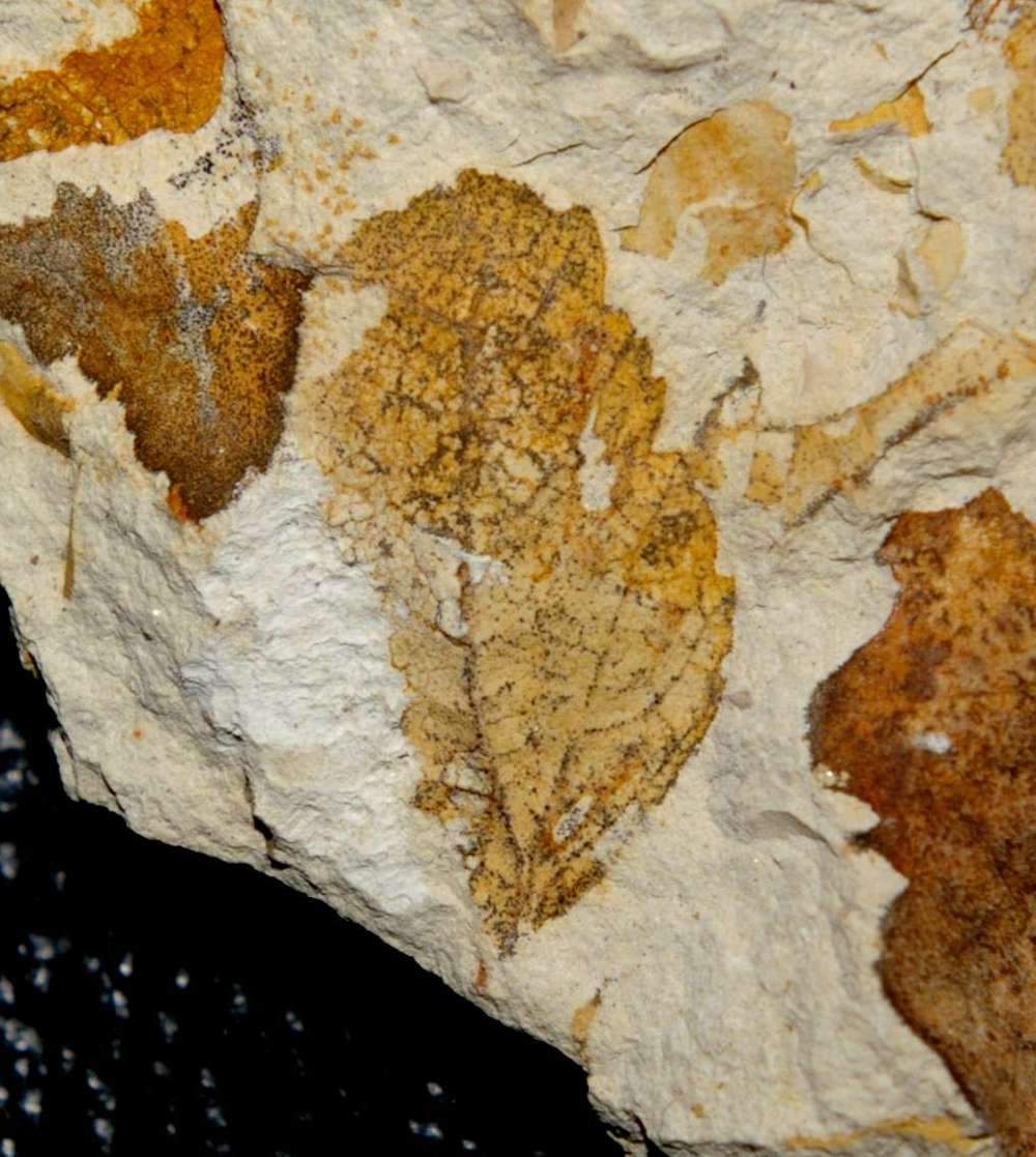 Miocene fossil leaf