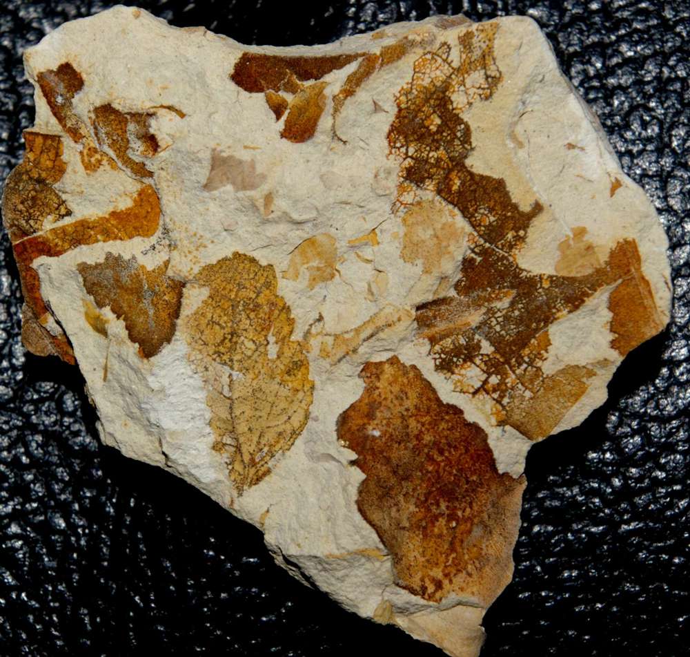Miocene fossil leaf