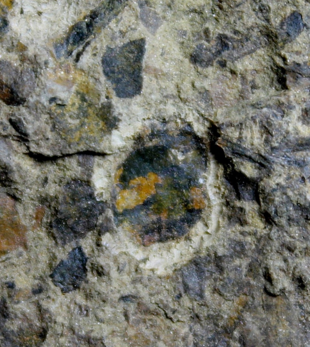Pachytheca 