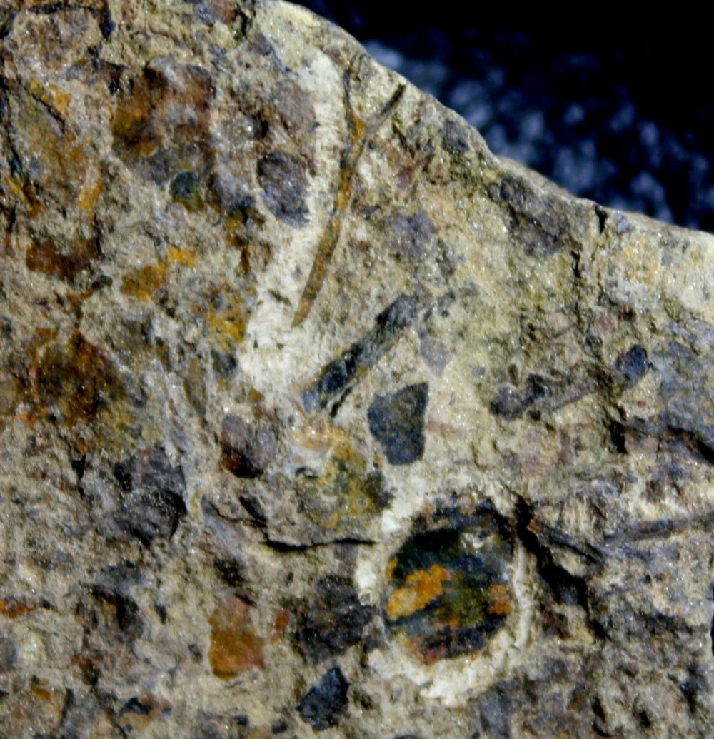Pachytheca