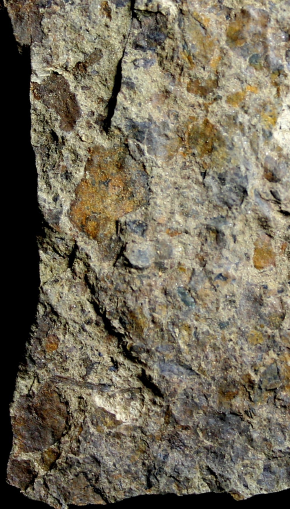 Pachytheca 