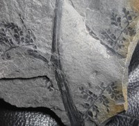  fossil tree fern