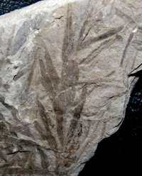 Podozamites distans, Jurassic plant