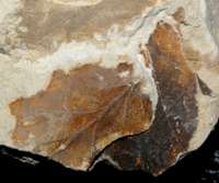 miocene fossil leaf