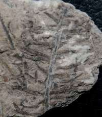 Ixostrobus siemiradzkii, Jurassic fossil conifer