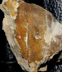  miocene fossil leaf