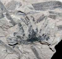Ginkgo whitbiensis, Jurassic fossil Ginkgo