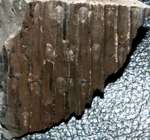 Pennsylvanian fossil bark