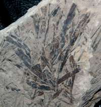 Ginkgoites marginatus, Jurassic fossil Ginkgo