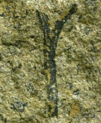 Cooksonia