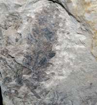fossil fertile organ