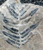 Pennsylvanian fossil plant