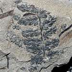 fossils plants