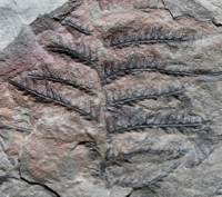 Pecopteris plumosa, fossils plants