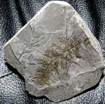 fossils plants