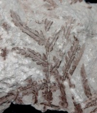 Klukia exilis