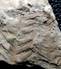 Cladophlebis bartonecii