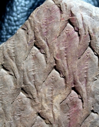 fossils plant