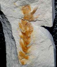 Sequoia reichenbachii
