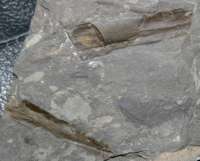 Devonian plant  