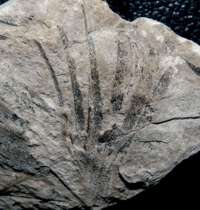 Baiera furcata, Ginkgo fossil plant
