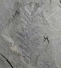 Fossil Metasequoia