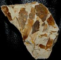 Miocene fossils leaves