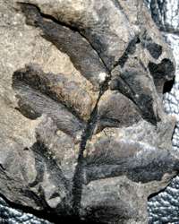  fern fossil
