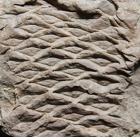 Halonia tortuosa Carboniferous plant