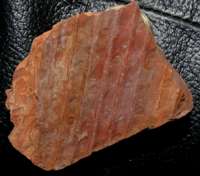 Sigillaria rugosa, Carboniferous plant