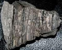 Carboniferous plant