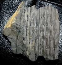 Carboniferous plant