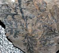 Carboniferous fossil fern