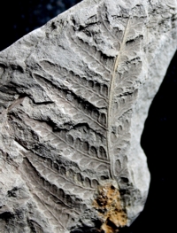 Todites williamsonii