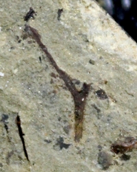 hostilella 