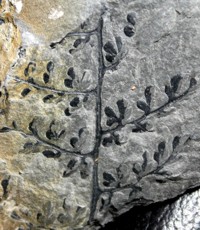  Carboniferous fern